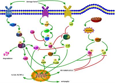 Quercetin Can Improve Spinal Cord Injury by Regulating the mTOR Signaling Pathway